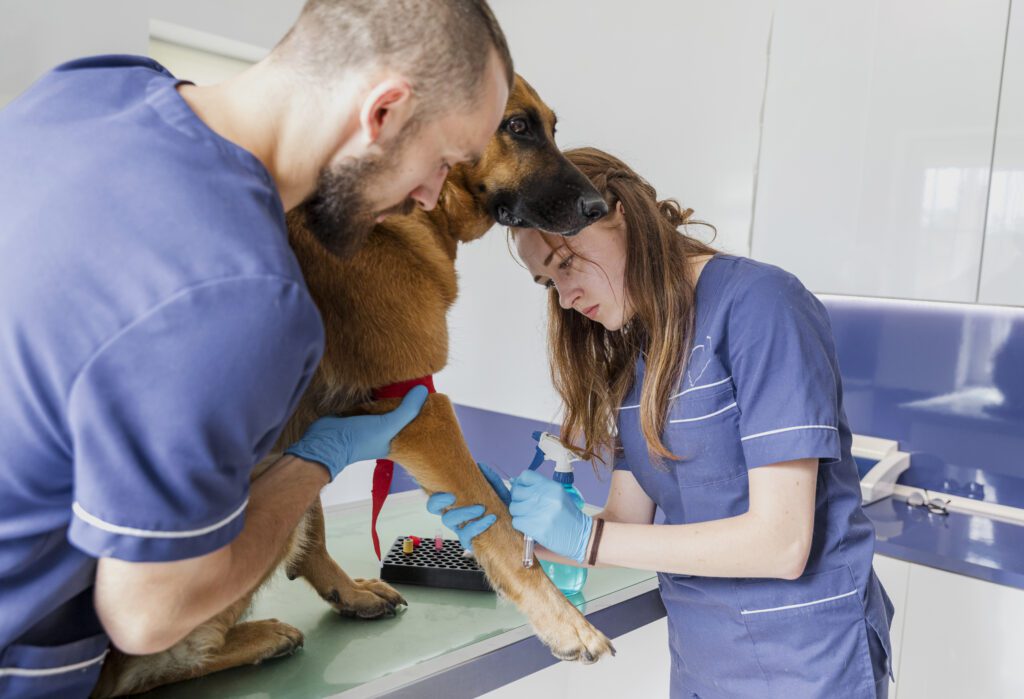 Relief veterinarian reviewing insurance policy documents for professional liability and health coverage