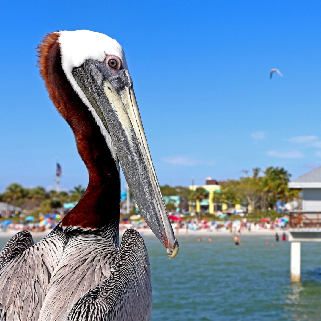 fort myers veterinary clinic, vet jobs fort myers, relief vets fort myers, vet tech fort myers, animal hospital fort myers, pet care fort myers, fort myers vet staffing, florida vet jobs, southwest florida vet clinic