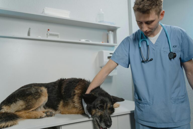 Relief vet near me in Texas examining happy golden retriever at modern animal clinic – trusted local veterinary staffing professional providing urgent pet care with smile