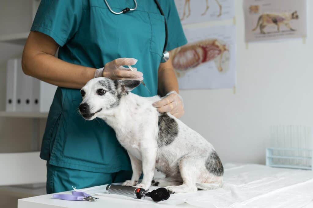 Vet administering vaccine to small dog at animal clinic, professional pet healthcare, veterinary vaccination, pet wellness exam, trusted veterinary services near you.